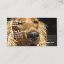 Recherche de cocker américain Canin