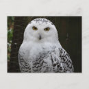 Suche nach schneebedeckte eule postkarten Natur