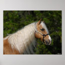 Suche nach quarter horse poster Rasse