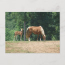 Suche nach stute und fohlen poster Colt