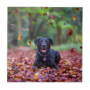 Suche nach schwarzes labrador fliesen Hund
