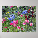Suche nach stiefmütterchen poster Blumen
