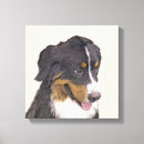 Suche nach bern leinwandbilder Hund