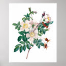 Suche nach vintage rosen poster Für sie/ihn