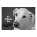 Suche nach hunde fotografie poster Niedlicher hund