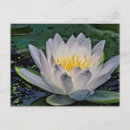 Recherche de fleur de lotus blanc cartes postales Nature