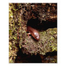 Recherche de salamandre posters Nature