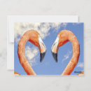 Suche nach karibischer flamingo poster Natur