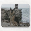 Recherche de allemand sheperd Chien