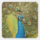 Recherche de petit oiseau photographie Nature