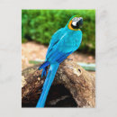 Recherche de jaune vert cartes postales Oiseau