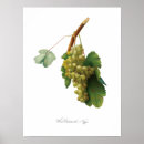 Recherche de fruit de la vigne posters Vin