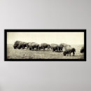 Suche nach bison foto poster Tiere