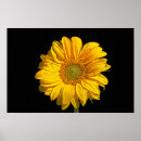 Recherche de pétales posters Tournesol