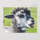 Suche nach furry postkarten Natur