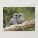 Recherche de hirondelles cartes postales Faune