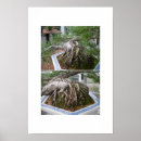 Suche nach bonsais poster Natur