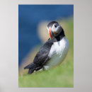 Recherche de arctica posters Animal