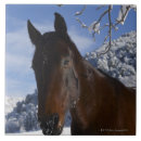 Recherche de tête animale carreaux Nature