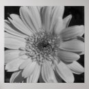 Recherche de gerbera poster Pétales