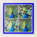 Recherche de paon bleu puzzles Plumes de paon