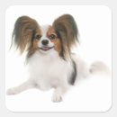 Suche nach papillon hund aufkleber Welpe