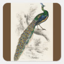 Suche nach vintage tiere aufkleber Pfau