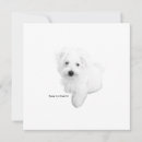 Recherche de maltais invitations Chiot