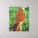 Recherche de faucon art Photographie d'oiseau
