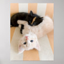 Recherche de chaton gris posters Image couleur