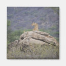 Suche nach kenia magnete Wild lebende tiere