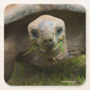 Recherche de espèce photographie Tortues