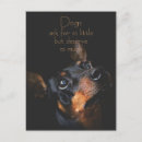 Recherche de pinscher dobermann cartes postales Amoureux des chiens