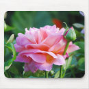 Suche nach reizende rose Natur