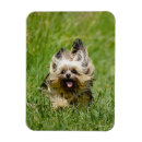 Recherche de yorkshire terrier magnets Mignon