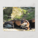 Suche nach marder poster Otter