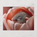 Recherche de moisson cartes postales Fleur