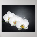 Suche nach orchideen poster Tropisch