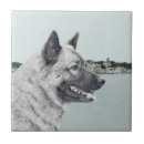 Recherche de norvégien carreaux Chien