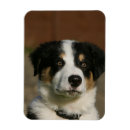 Recherche de colley magnets Border collie