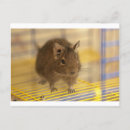 Suche nach degu Haustier