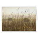 Recherche de blé photographie Rural