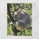 Recherche de endormi cartes postales Mammifère