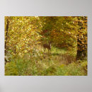 Recherche de cerf virginie posters Nature