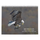 Recherche de nous aigle photographie Oiseaux de proie