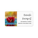 Recherche de lotus photographie Eau