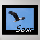 Suche nach steigen poster Adler