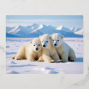 Recherche de ours arctique cartes postales Hiver