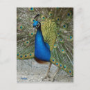Recherche de beau paon cartes postales Vert