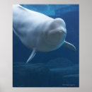 Suche nach weißwal poster Tiere